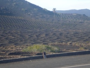 vinyard Lanzarote