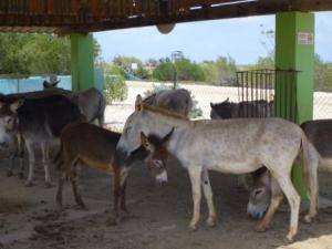 Donkey sanctuary ICU