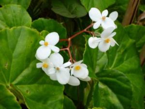 lovely flowers in the interior
