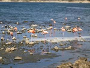 More flamingos