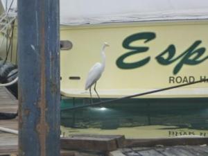 "Bird on a wire" in the marina