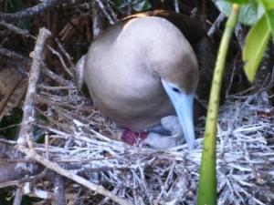 booby chick just born