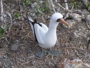 Nazca Booby