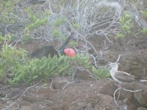 frigate male showing off red throat sac