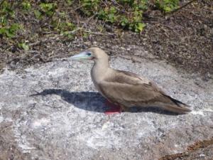red footed Booby