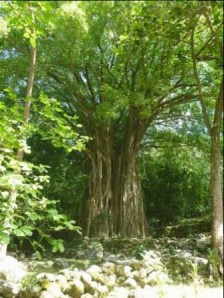 Banyan tree with stone remains