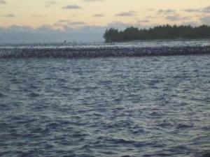 birds fishing off rangiroa pass