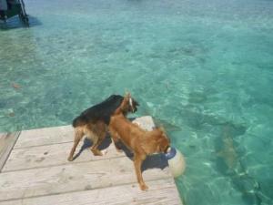 dogs barking at sharks