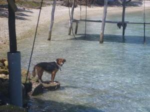 shark scaring dog!