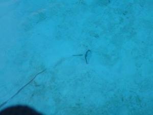 Rocna well buried-seen from the foredeck!