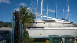 Baringo on the hard nestling in the palm trees