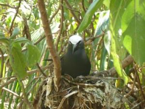 Bird island -bird-Noddy? Jeremy please comment!