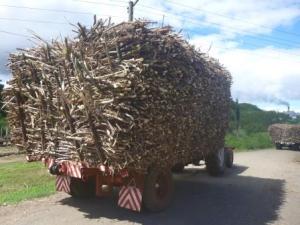 sugar cane en route