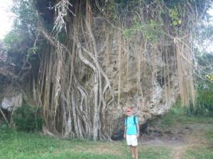 Banyan tree Erromango