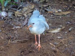 stylish head feathers