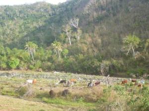 rural scene in Erromango