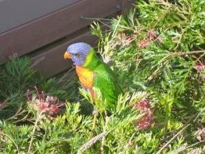 Rainbow Lorikeets abound in the area.